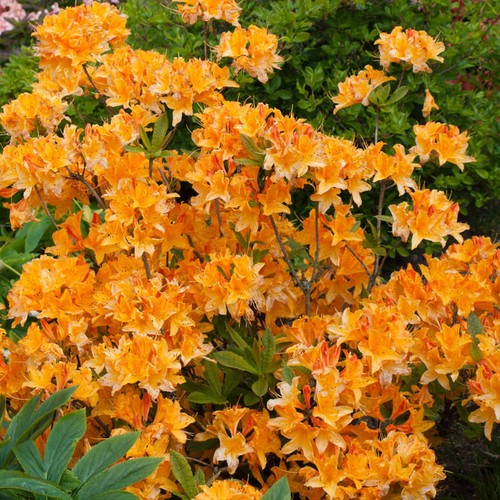 Azalea japonica plant orange - orange, |