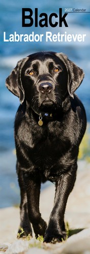 Black labrador retriever slim - black,