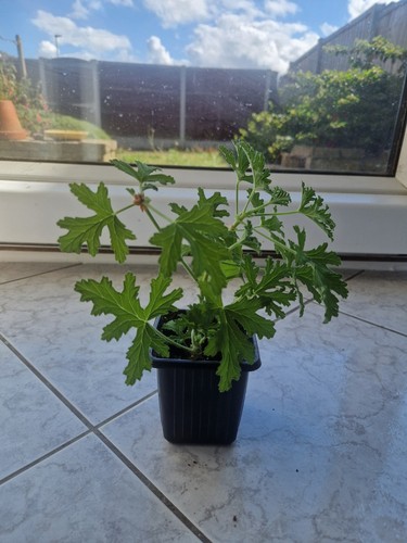 Pelargonium lemon geranium - w1,