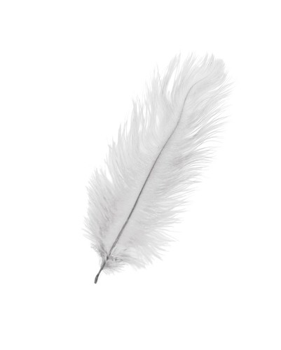 Large long ostrich feathers - long,