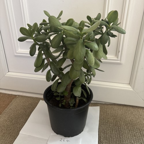 Jade money plant crassula - money,