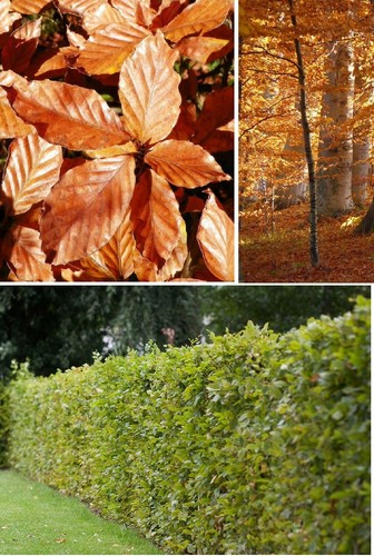 English beech fagus - english,