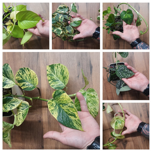Pothos epipremnum mixed box - pothos,