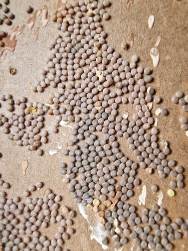 Silkworm eggs these - silkworm,