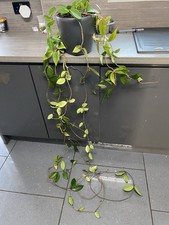 Huge Hoya Carnosa Mother Plant