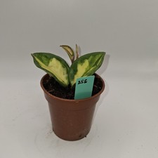 Hoya Carnosa Tricolour