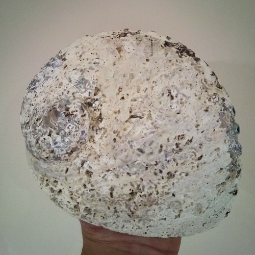 Abalone shell natural - natural, paua