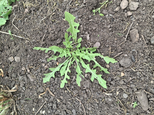 Perennial rocket - perennial, (eruca)