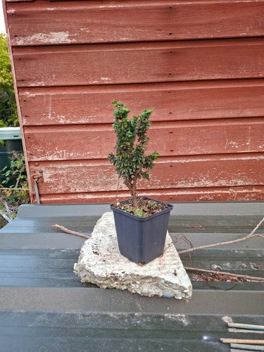 Chamaecyparis obtusa chirimen - obtusa,