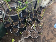 CURRY LEAF LIMMDI PATTA