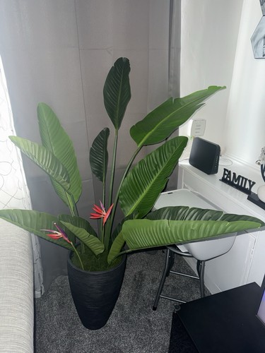 Bird paradise plastic plant - paradise,