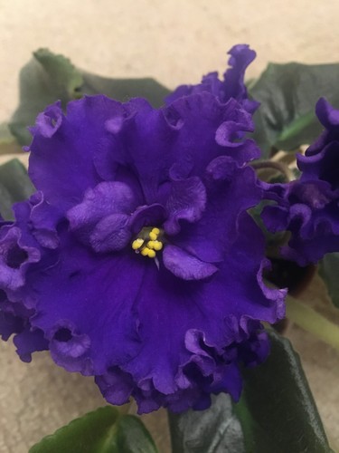 African violet - african,