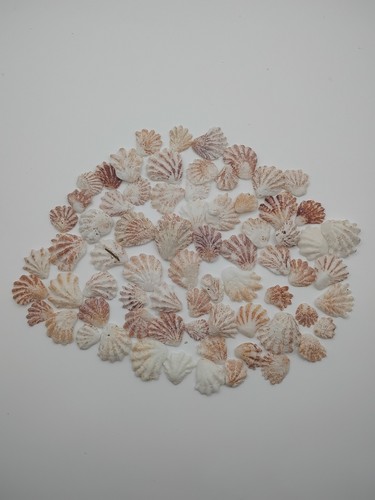 Small pink white - pink, scallop