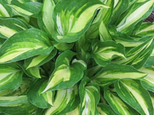 Hosta lakeside little tuft - lakeside,