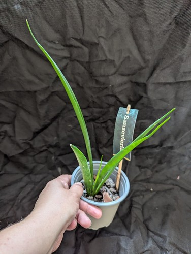 Sale sansevieria kirkii - sale-sansevieria,
