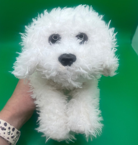 Toys animal alley - r,