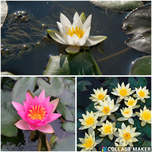 Pygmaea lilly collection - lilly,