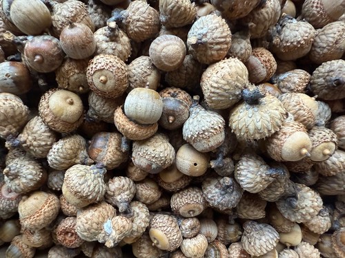 Black oak acorns for - oak,