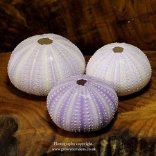 3x Sea urchin Lilac 4-6 cm. Perfect for crafts and air plants