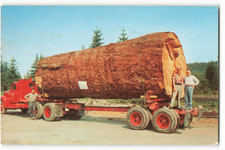 A Giant Fir Log on a logging