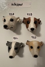 All Colors Whippet Dog