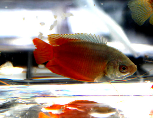 Red flame gourami freshwater - red,