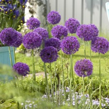 Allium Purple Sensation, 25 x Bulbs, Big Spherical Purple Flowers, Size 10/12