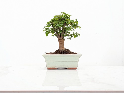 Chinese elm bonsai and - elm,