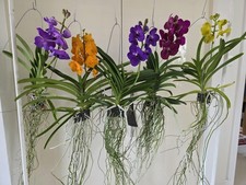 Vanda Orchid in bloom with