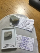 A pair of prtial trilobites