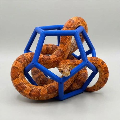 Snake jungle gym reptile - snake,