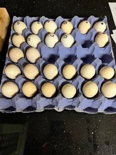 Mixed Silkie Eggs x 6