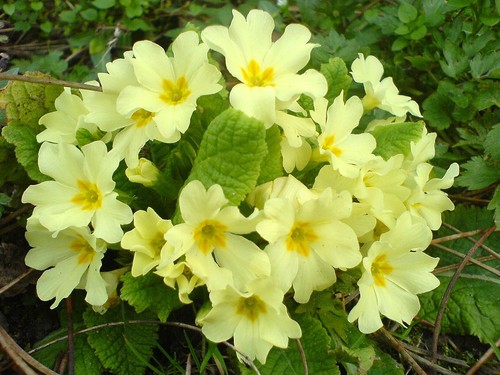 Primula vulgaris live primrose - vulgaris~live,