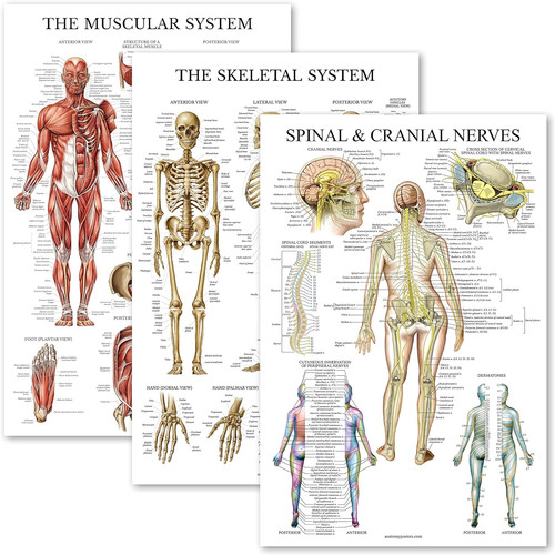Pack muscular skeletal - uk, muscular,