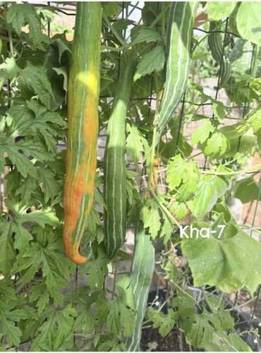 High yielding variety snake - high-yielding,