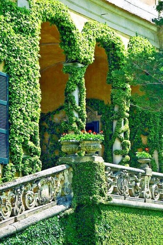Virginia creeper vine seeds - virginia,