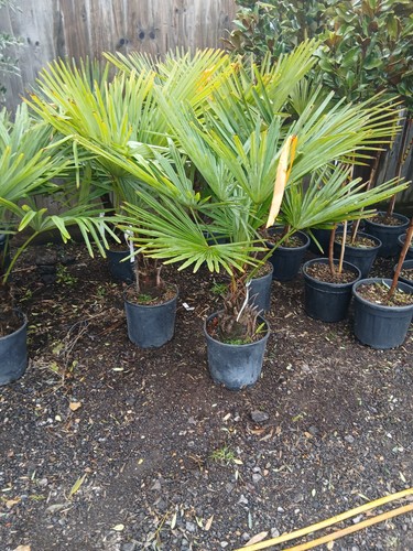 Trachycarpus fortunei fan - trachycarpus, palm