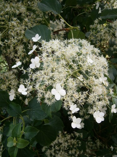 Hydrangea anomala petiolaris - hydrangea,