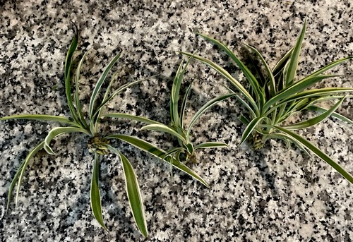 Spider plants cut rooted - 3,
