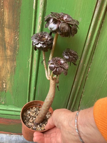 Aeonium arboreum schwartzkopf - arboreum,