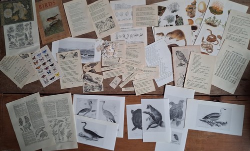 Nature ephemera junk journal - nature,