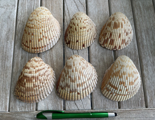 Natural lot scallop - of, 6