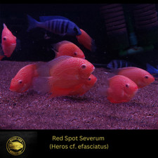 Red Spotted Severum Cichlid -