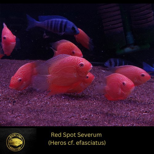 Red spotted severum cichlid - spotted,