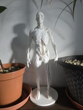Human Anatomy Figure -