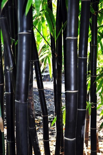 Timor black bamboo - timor,