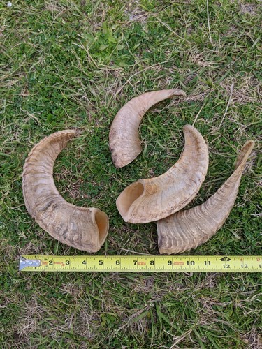 Large rams horn - horn, sheep