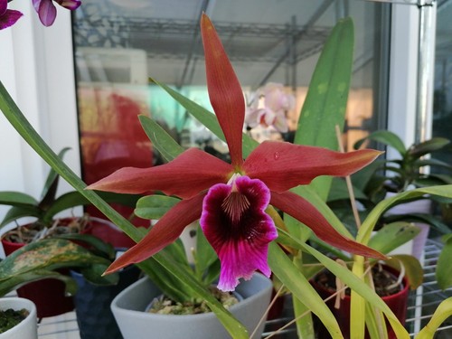 Cattleya tenebrosa species - tenebrosa,