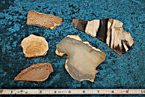 Five petrified wood - , from