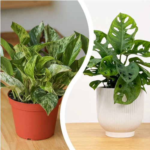 Marble queen pothos monstera - marble, &